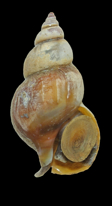 Buccinum hydrophanum Hancock, 1846 - Iceland N, 57.7 mm