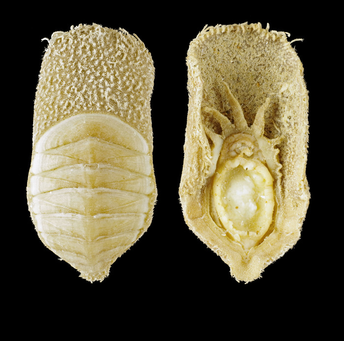 Placiphorella atlantica (A. E. Verrill & S. Smith, 1882) - Denmark Strait, 27.0 mm