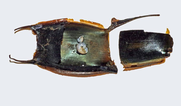 Choristella leptalea K. J. Bush, 1897 - Iceland SW, in situ in egg case