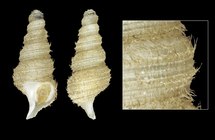 Turrisipho voeringi Bouchet & War, 1985 - Iceland NE, 20.2 mm