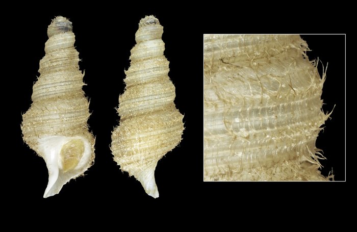 Turrisipho voeringi Bouchet & Warén, 1985 - Iceland NE, 20.2 mm Turrisipho voeringi Bouchet & Warén, 1985 - Iceland NE, 20.2 mm