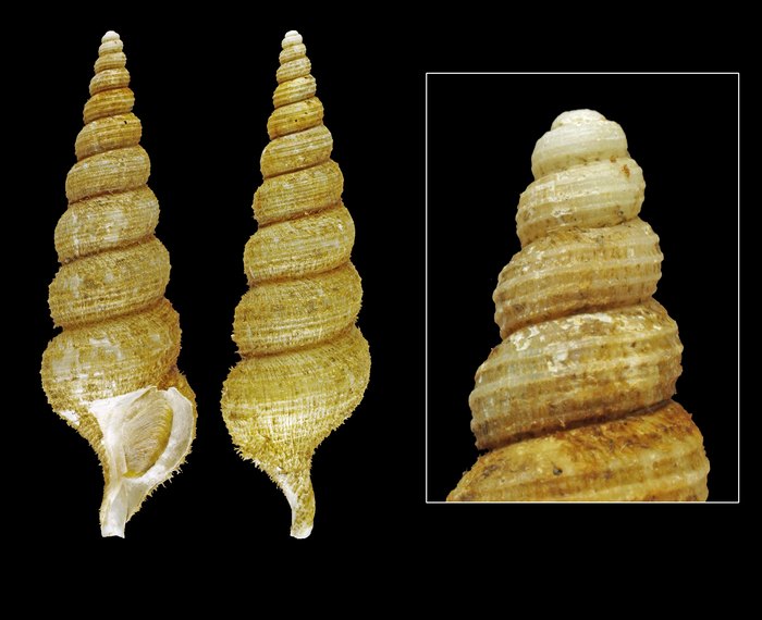 Turrisipho voeringi Bouchet & Warén, 1985 - Iceland NE, 77.0 mm Turrisipho voeringi Bouchet & Warén, 1985 - Iceland NE, 77.0 mm