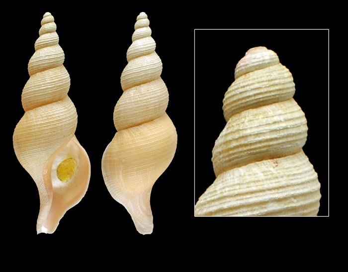Troschelia berniciensis (W. King, 1846) - Iceland W, 84.7 mm Troschelia berniciensis (W. King, 1846) - Iceland W, 84.7 mm