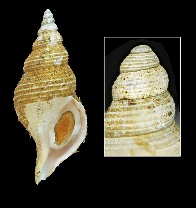 Troschelia berniciensis (W. King, 1846) - Iceland S, Near Vestmannaeyjar, 94.8 mm, May 2010 Troschelia berniciensis (W. King, 1846) - Iceland S, Near Vestmannaeyjar, 94.8 mm, May 2010