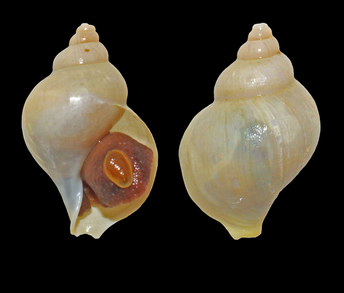 Buccinum nivale Friele, 1882 - Iceland NE, 18.0 mm