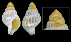 Amphissa acutecostata (R. A. Philippi, 1844) - Rockall Bank, 5.0 mm