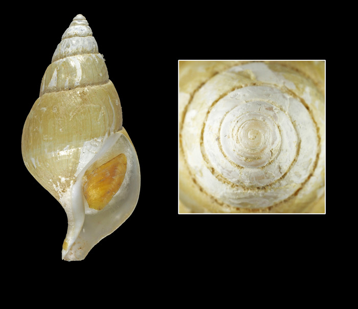 Colus jeffreysianus (P. Fischer, 1868) - Iceland W, 52.6 mm Colus jeffreysianus (P. Fischer, 1868) - Iceland W, 52.6 mm