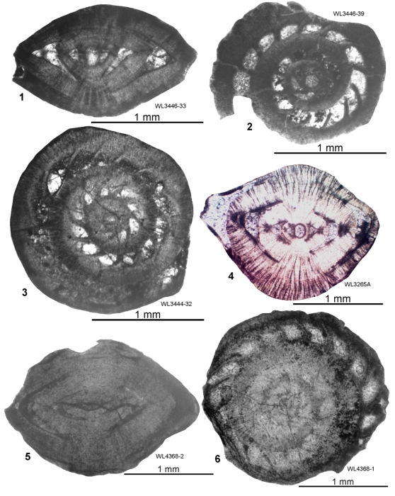 Butterliniana cubensis (Palmer, 1934)