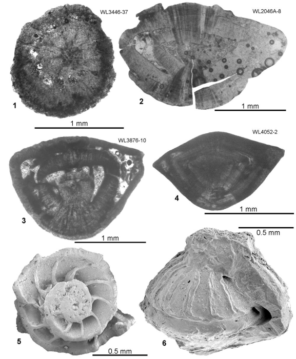 Butterliniana cubensis (Palmer, 1934)