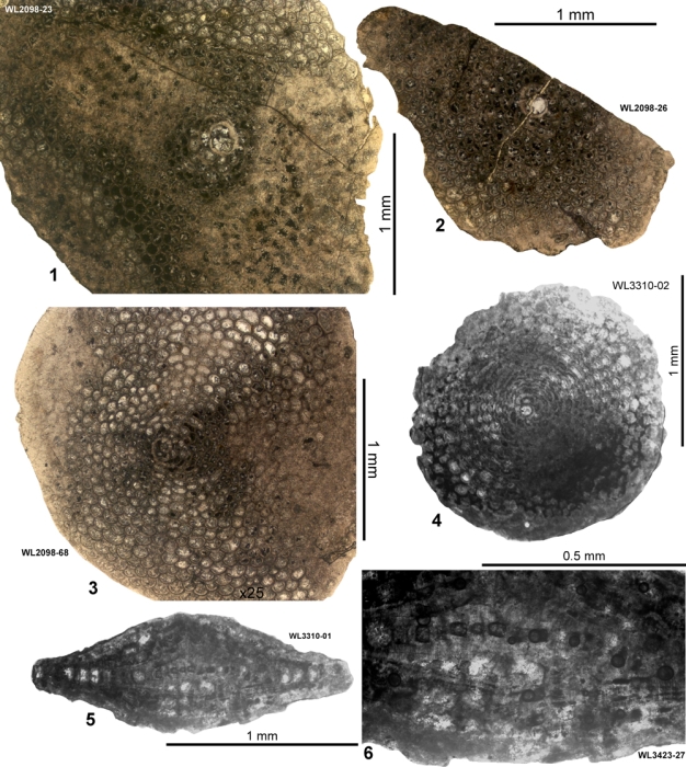 Planorbitoinella ecuadorensis (Hofker, 1956)