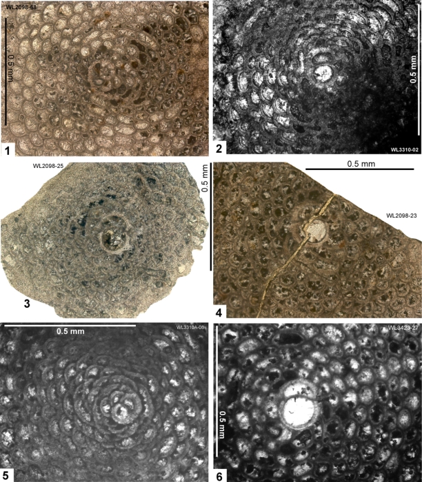 Planorbitoinella ecuadorensis (Hofker, 1956)