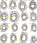 Polyorbitoinella lilyfieldensis Mitchell, E. Robinson & Özcan in Mitchell et al., 2022