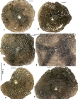 Polyorbitoinella lilyfieldensis Mitchell, E. Robinson & Özcan in Mitchell et al., 2022