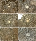 Polyorbitoinella lilyfieldensis Mitchell, E. Robinson & Özcan in Mitchell et al., 2022