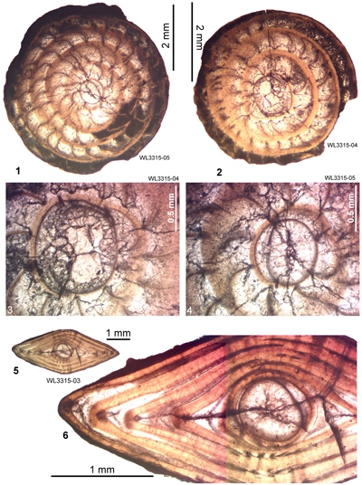 Nephronummulites macgillavryi (Rutten, 1935) Nephronummulites macgillavryi (Rutten, 1935)