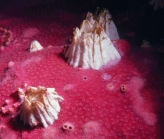 Hydrocoral barnacle 