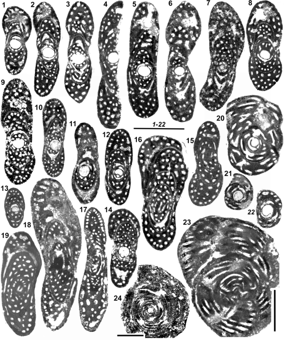 Metacuvillierinella sireli Fleury & Özkan, 2020