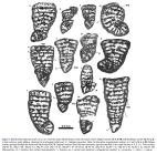 Bakhtiariella naghanensis Schlagintweit & Rashidi, 2021