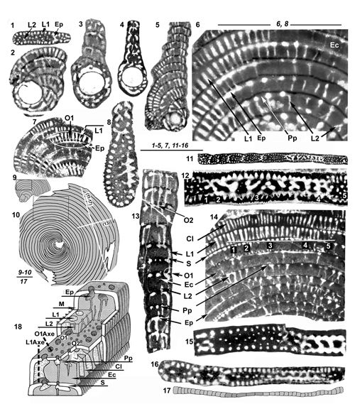 Cyclopseudedomia smouti Fleury, 1974