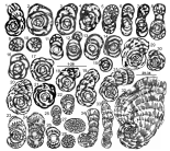 Cuvillierinella salentina from its type locality.1–8:A tests of the “dominant type”(1:holotype). Note the streptospiral juvenile whorls (almost quinqueloculine in 1, 2 and 4), the flexostyle in 3 (although the first whorl is of miliolid type), the few partitions before the last involute whorl, the large endoskeletal mesh in the last whorl of axial sections (5–8) and preseptal pillars in the last chamber of 1. 9–10: Transverse sections of chambers from a cylindrical UUP (Uniserial Unrolled Part); note the preseptal pillars on 9 (see Fig. 3.E). 11–16: A tests of “plain forms”, characterized by their very few partitions; note the flexostyle on 11, 13 and probably 14. 17: An unusual A test with very tight coiling, note the flexostyle associated to a miliolid like first coil. 18–26: “Murciella like forms”. 18–21: A tests almost planispiral with large endoskeletal mesh (flexostyles on 19 and 21); in the last chambers of 20, note the oblique orientation of the primary openings, oblique to the direction of chamberlets. 22–26: A tests planispiral or nearly with early partitions and small endoskeletal mesh. 27–28: Transverse sections of chambers from cylindrical UUP, with small endoskeletal mesh (A or B tests). 29–31: B tests, relatively small, with large endoskeletal mesh, resembling the A tests of the “dominant type”, except their tiny compact milioline nepiont. 32: B test, very large, resembling the B tests of C. aff. pylosensis (Fig. 9.12, 14 and 22). 33–34: Large B tests with small endoskeletal mesh (see more B tests in Fig. 14). Scale bars = 1 mm. 1: Holotype, drawing after the original photograph in Papetti and Tedeschi, 1965. 2–4, 23 and 31: I343 (JJF233). 5–6, 8–22, 24–30 and 32–34: PDC7957, -7960, -7966 and -7874. 7: I336 (JJF229). (From Fleury, 2016)