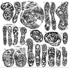 Metacuvillierinella decastroi Fleury, 2016