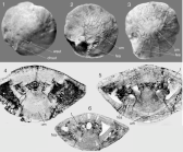 Elazigina lenticula (Hottinger, 2014)
