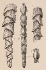 Bifarina elongata Millett, 1900 Bifarina elongata Millett, 1900