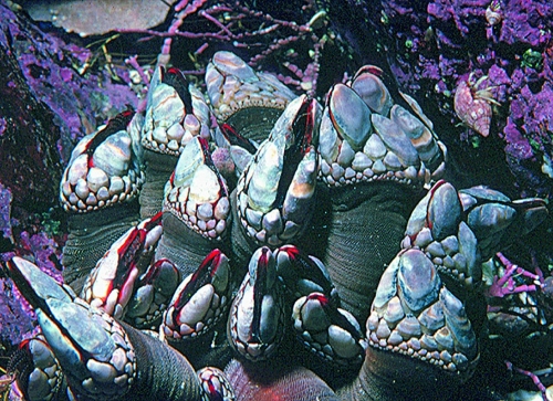 Pacific Goose Barnacle Pollicipes polymerus