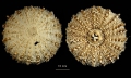 Echinodermata (echinoderms)