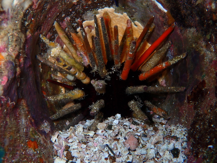 Eucidaris galapagensis at Kicker Rock off San Cristobal Island