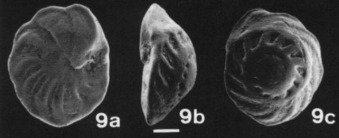 Protosangularia cenomaniana Kaiho, 1998 Protosangularia cenomaniana Kaiho, 1998