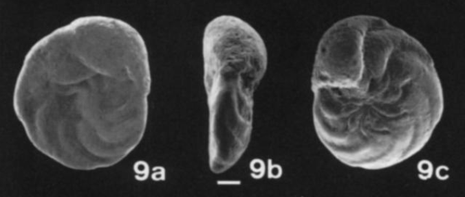 Lingulogavelinelloides compressus Kaiho, 1998