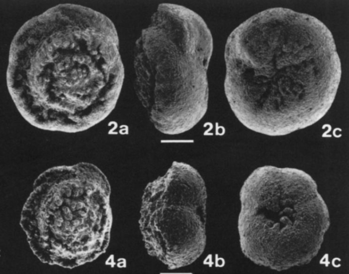 Sliterella lobulata Kaiho, 1998