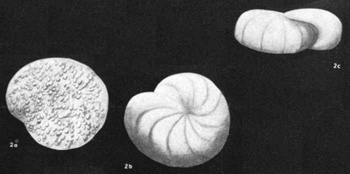 Rotalia exsculpta subsp. granulata Olbertz, 1942 Rotalia exsculpta subsp. granulata Olbertz, 1942