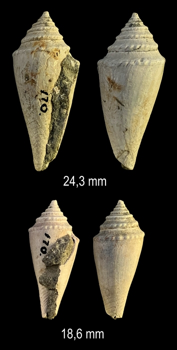 Conilithes wollastoni P. A. Maxwell, 1978