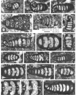 Spirolinella emmae Ferràndez-Cañadell, 2024
