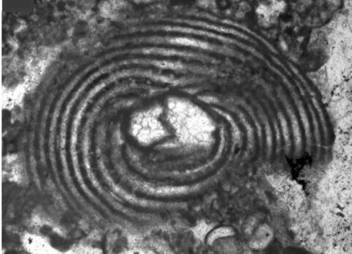 Peneroplis peramplus Ferràndez-Cañadell, 2024