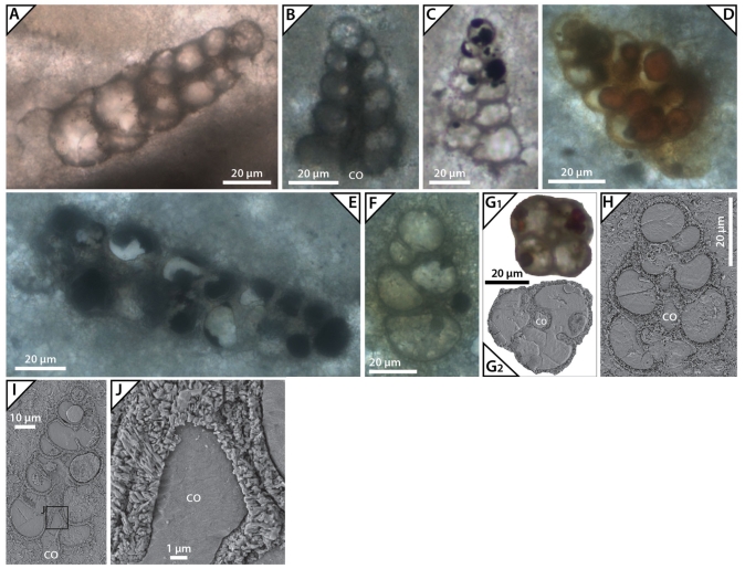 Tenuiscolumna evoluta Rigaud, Granier & Masse, 2021