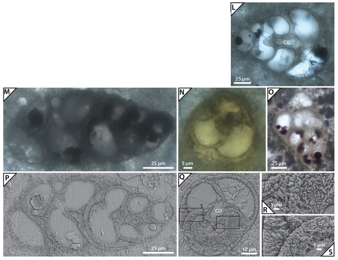 Falsotrochosiphonia teres Rigaud, Granier & Masse, 2021 Falsotrochosiphonia teres Rigaud, Granier & Masse, 2021