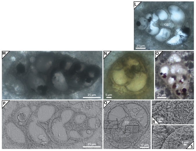 Falsotrochosiphonia teres Rigaud, Granier & Masse, 2021