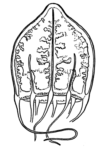 Eutiara mayeri, from Kramp (1959)