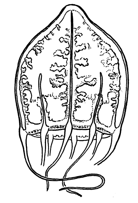 Eutiara mayeri, from Kramp (1959) Eutiara mayeri, from Kramp (1959)