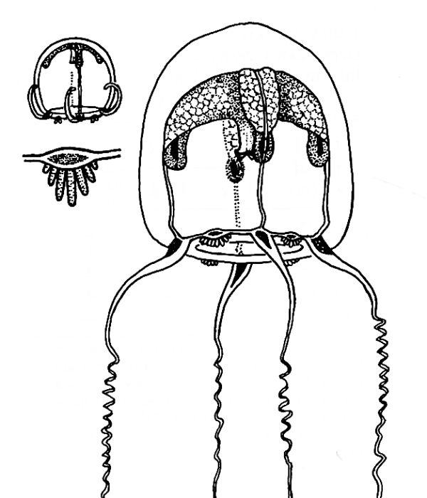 Geomackiea zephyrolata, after Mills (1985) Geomackiea zephyrolata, after Mills (1985)