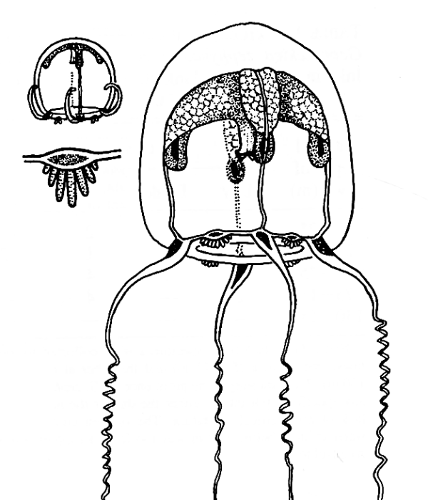 Geomackiea zephyrolata,  after Mills (1985)