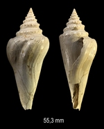 Conilithes antidiluvianus (Bruguière, 1792)