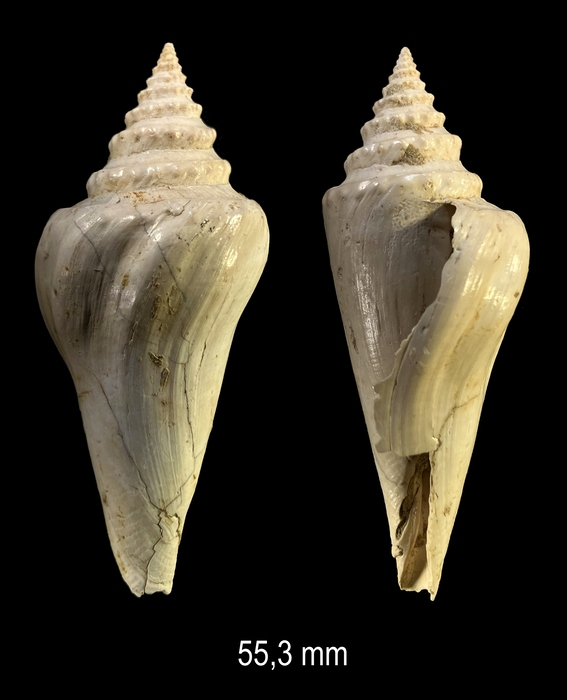Conilithes antidiluvianus (Bruguière, 1792) Conilithes antidiluvianus (Bruguière, 1792)