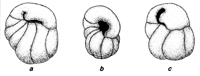 Parkiella gabonica (de Klasz & Rérat, 1962)