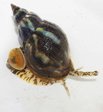 Buccinum cyaneum Bruguière, 1789 -  Kongsfjord (Finnmark - N) 14.08.2018, low tide