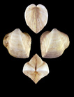 Halicardia flexuosa (A. E. Verrill & S. Smith, 1881) - Iceland SW - 29.0 mm