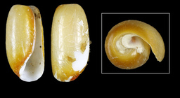 Cylichna alba (T. Brown, 1827) - Iceland N, 6.2 mm